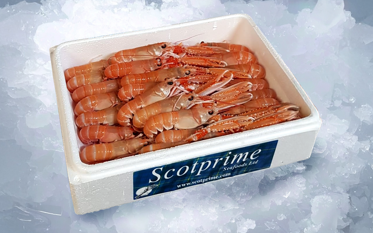 · AAFF Cigalas ScotPrime